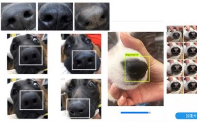 nhan dang cho meo bang cong nghe tri tue nhan tao