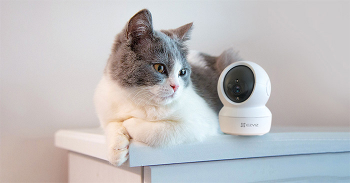 Làm thế nào để có thể quan sát thú cưng